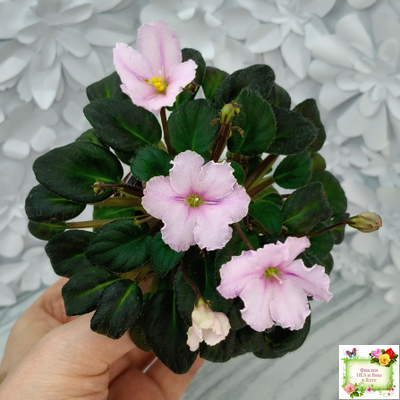 LV-Есть Время (Л. Шевелева) 2025 г. трейлер (пасынок посажен 20.01.26)