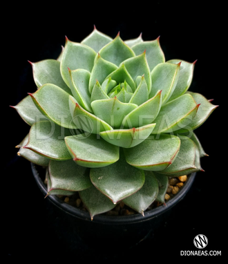 Echeveria Fabiola