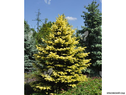 Ель колючая Мейголд - Maigold