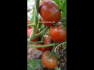 Томат Шоколадная амазонка (Amazon Chocolate, США)