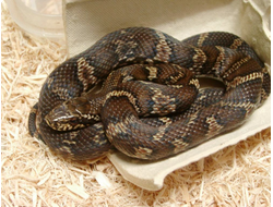 Амурский полоз, или полоз Шренка (Elaphe schrencki schrencki)