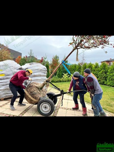 Тачка комовоз "ТАНК" V800 универсал для перевозки растений в горшках и комах до 800кг