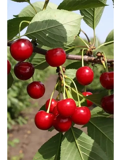 Вишня  Десертная Морозовой