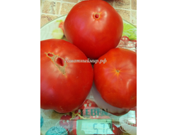 Томат Яблочный большой план (Jabucar Velika Plana, Ябукар велика плана)
