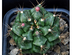 Gymnocalycium spec. VoS-37 - 5 семян