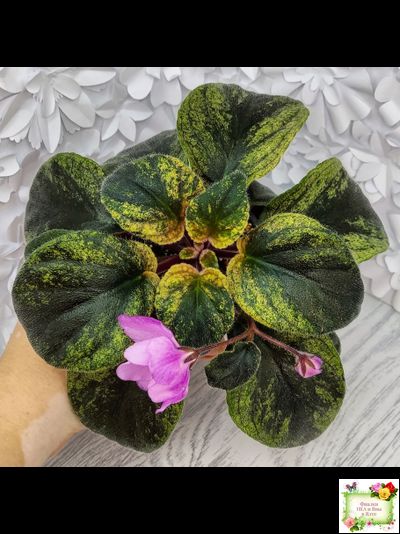 Pink Tulip Gold (японская селекция)