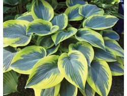 Хоста Фёст Фрост (First Frost)