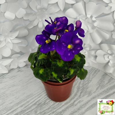 ВаТ-Горох на Десерт (Т. Валькова) 2020 г. (гёрл-листва)