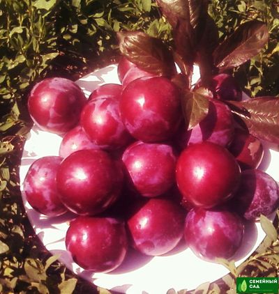 Слива русская "Дудука" (краснолистная)