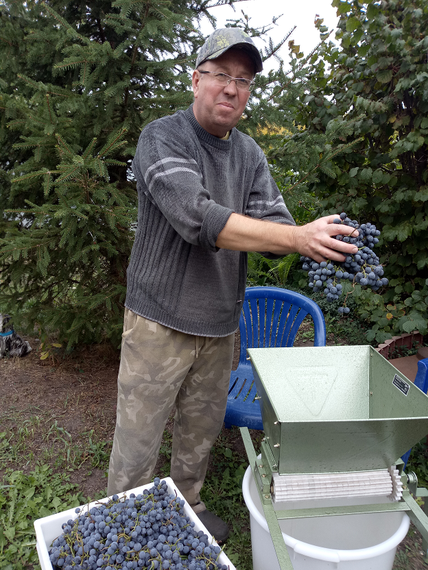 Виноград готов превращаться в вино!