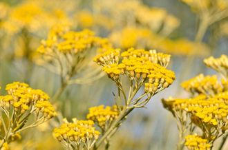 Бессмертник (Helichrysum italicum) 1 г - 100% натуральное эфирное масло