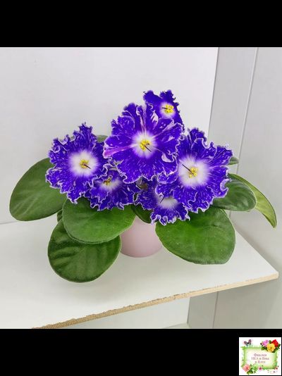 DS-Сияющий Колокольчик (Dimetris) 2014 г.