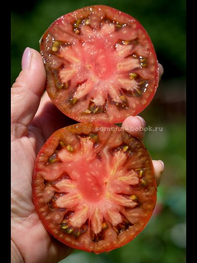 Томат Brandywine Black (Брендивайн Черный)