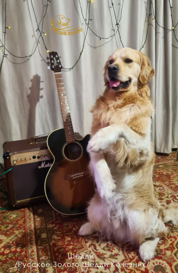 голден ретривер Шедди / Русское Золото Шедди Кочевник/ 