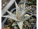 Aloe rauhii Snowflake - укорененная детка