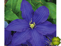 Клематис "Rhapsody" (Рапсодия) (3 группа обрезки) саженец 3 года