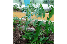 7 июня в арочной теплице, бутоны (высадка рассады 14 мая)