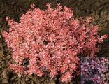Инспирейшн  барбарис тунберга(Berberis thunbergii Inspiration)