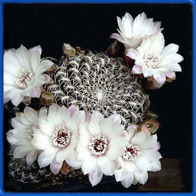 Sulcorebutia breviflora v. laui L 314