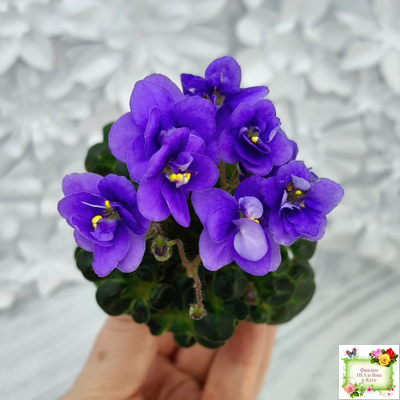 Mac's Pizza Pizzicato (G. McDonald) 01/31/2008 (гёрл-лист)