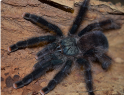 Avicularia azuraklaasi