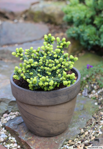 Пихта бальзамическая Пиколло