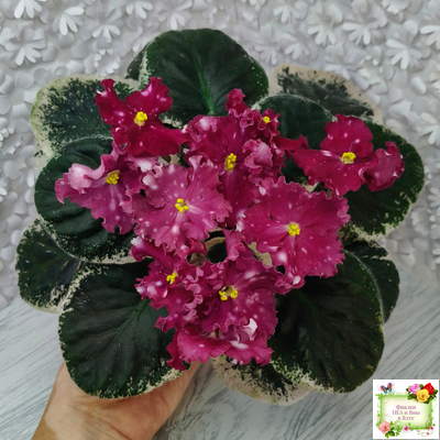 Rivermist Zeeva (J. Baker) (лист посажен 27/01/26)