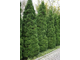 Туя западная Holmstrup