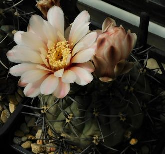 Gymnocalycium striglianum VG-697 - 5 семян