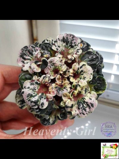 Heavenly Girl (Хевенли Гел), H.Pittman (пестролистный гёрл)