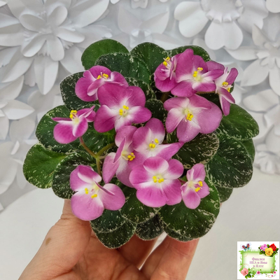 ML-Мама Ирочка (Miniviolets Lux) 2023 г.