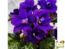 Sterling Trinket (E. Champion) (лист посажен 30.01.26)