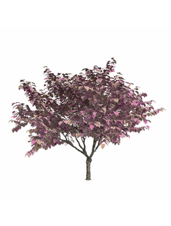 лиственные Церцис канадский 2