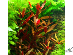 Альтернантера Рейнеки (пучок)