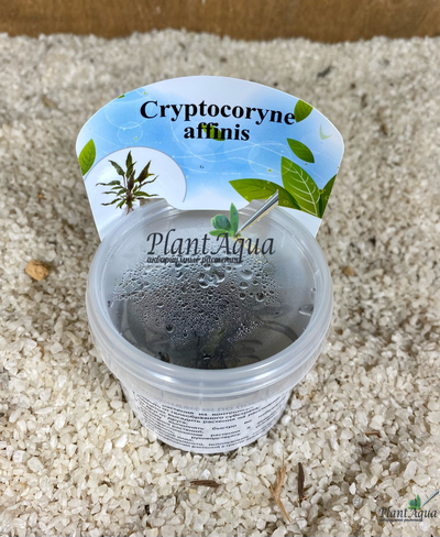 Криптокорина аффинис (меристемная)