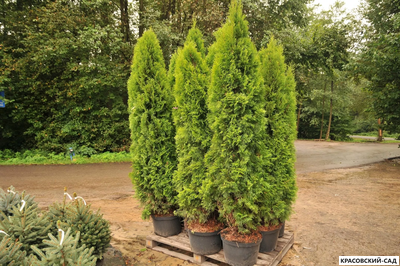 Туя Смарагд - Smaragd 180 см