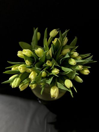 Тюльпаны пионовидные 35 шт