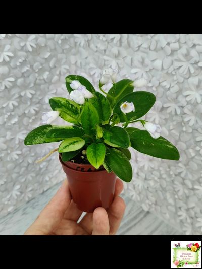 ГЕА-Я Подарю Вам Ландыши химера по листу трейлер