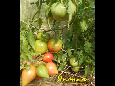 Томат Японка