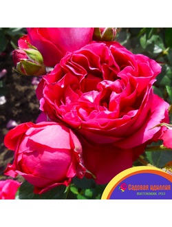 Эрик Таберли (Eric Taberly)