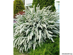 Спирея ниппонская Сноумаунд - Snowmound