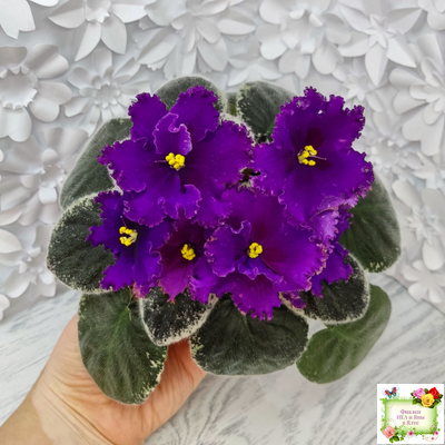 РМ-Глаз Дракона (Н. Скорнякова) 2021 г.