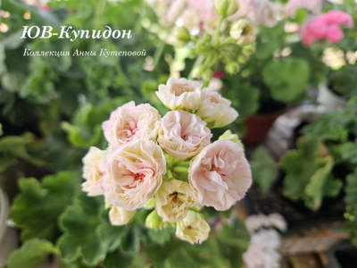 Пеларгония ЮВ_Купидон