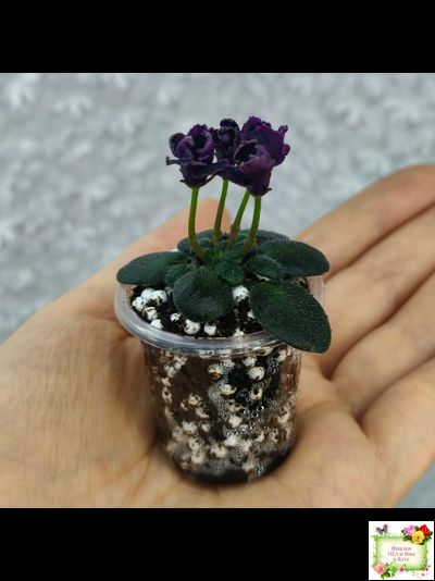 Hunter's Black Talon (K. Muzalewski)