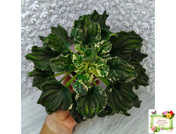 LV-Девятый Вал (Л. Шевелева) 2024 г. трейлер (пестролистный клакамас)