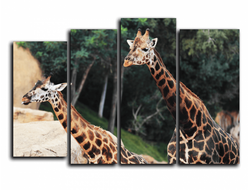 Модульная картина "Дружные жирафы"