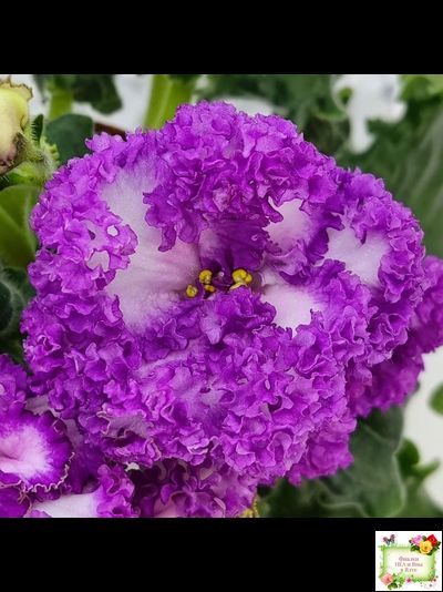 ПТ-Принцесса Ясмин (Т. Пугачева) 2019 г.