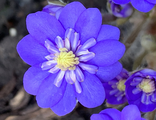 Hepatica nobilis &quot;Estonia”
