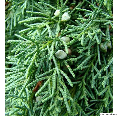 Можжевельник Матхот - Mathot