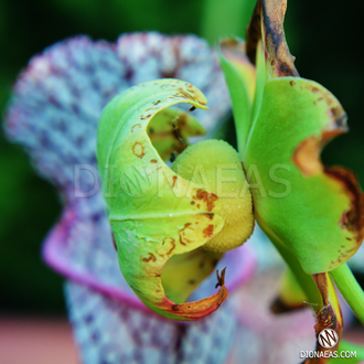 Семена Sarracenia Leucophylla hybrid A